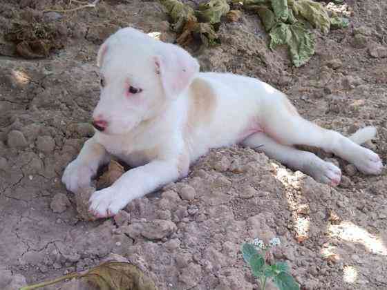 Cachorrito busca dueño