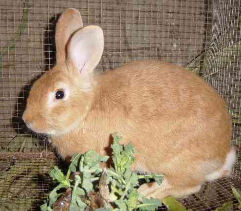 Quiero un conejo para mi niña en navidad