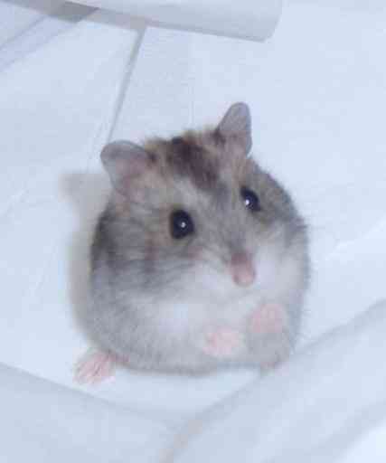 Regalo hamsters rusos