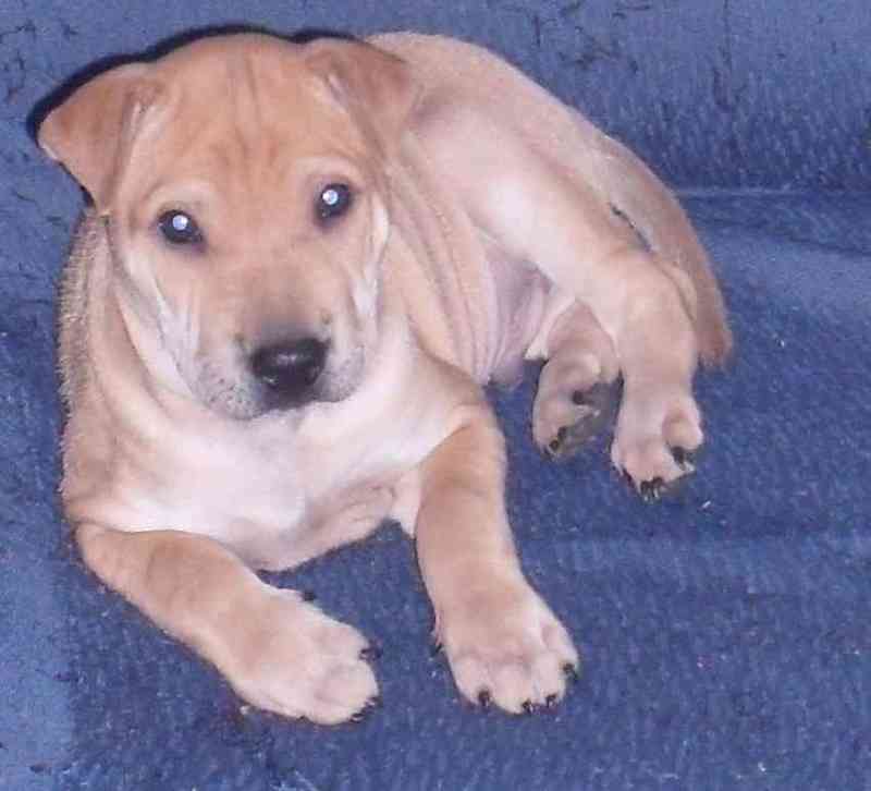 Cachorro sharpei