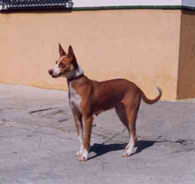 Transportin para perro entre mediano-grande 