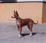 Transportin para perro entre mediano-grande 