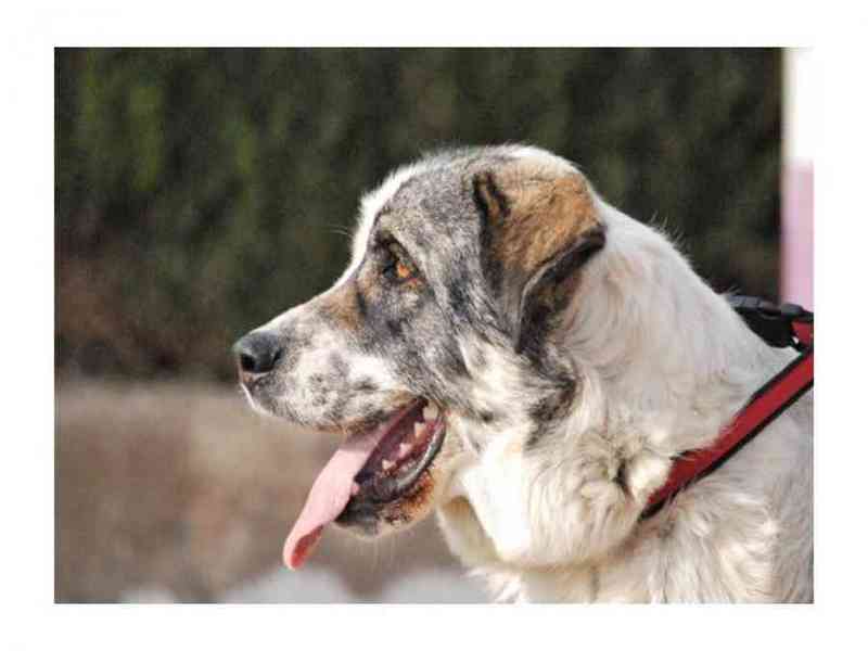 Adopcion 3 perros 2 añitos