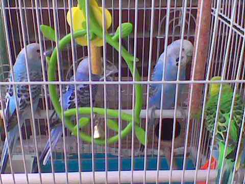 Jaula periquitos