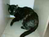 Gata negra atigrada muy buena busca casa nueva