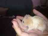 Regalo hamster