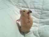Regalo 2 hamster