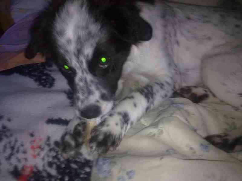 Se da en adopción perro