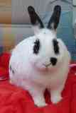 Conejo hotot