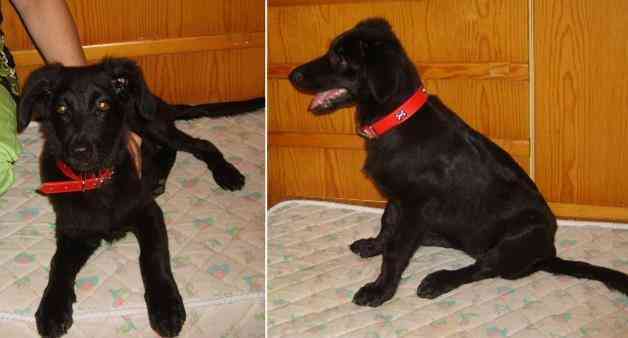 Regalo perrita cachorro.