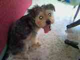 Doy en adopcion cruce de yorki