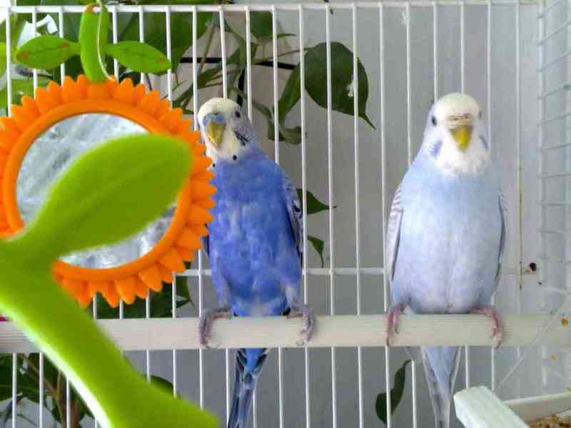 Dos periquitos
