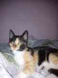 Regalo gatita de 3 meses + transportin