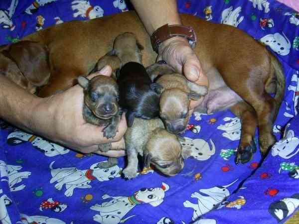Regalo cachorros