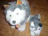 Peluches husky (ben)