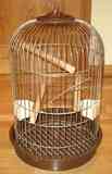 Jaula loro