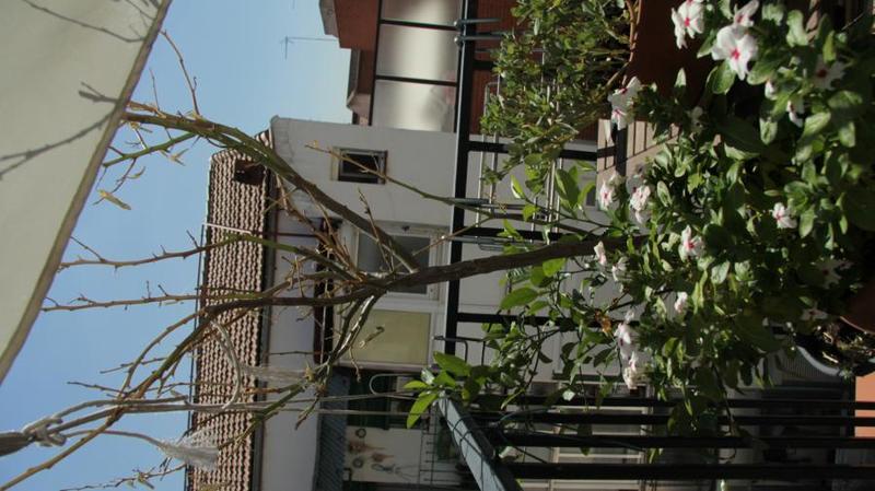 Adopta limonero