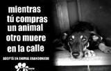 Ayuda urgente para animales maltratados