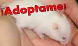 Hamster sirio coloración albino