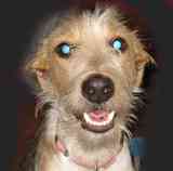 Regalo perrita preciosa (breton con podenco)