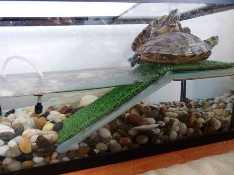 2 tortugas de agua
