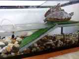 2 tortugas de agua