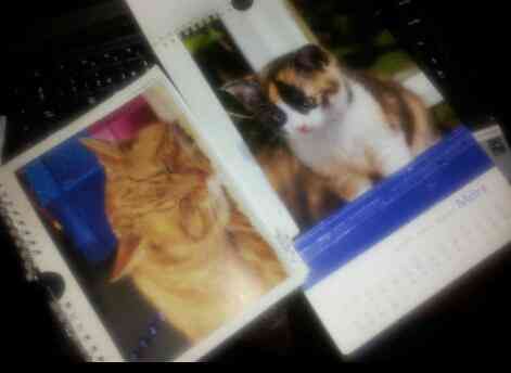 Regalo estos calendarios de láminas de gatos