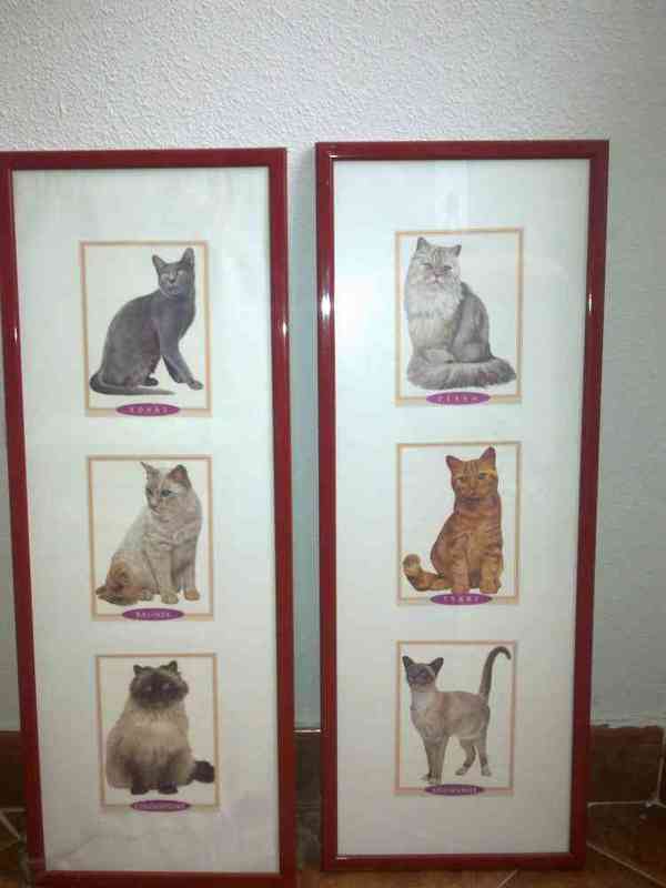 Cuadros de gaticos