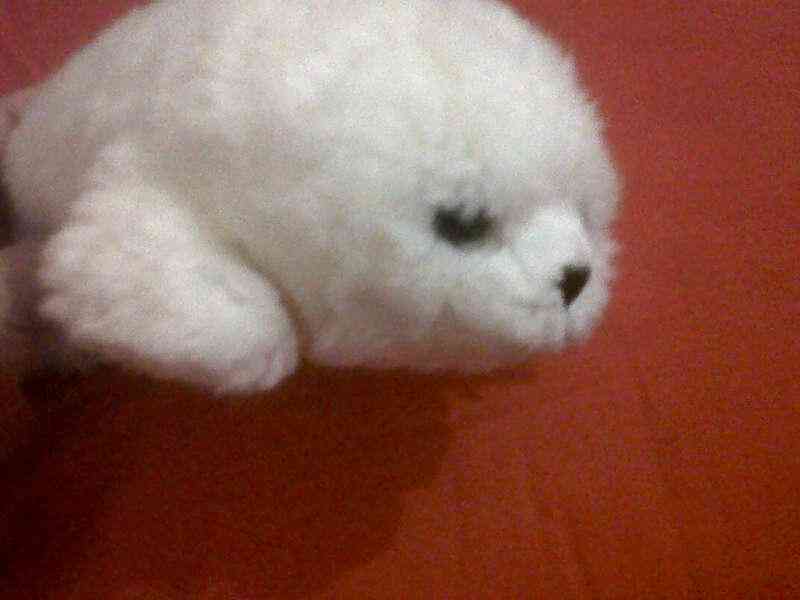 Peluche.....6