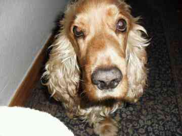 Cocker spaniel (jokar1989)