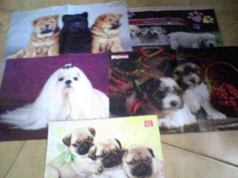 Poster de perros