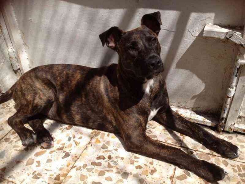 Regalo perrita