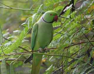 Cotorra kramer verde