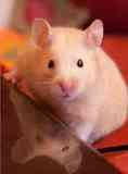 Regalo hamster sirio