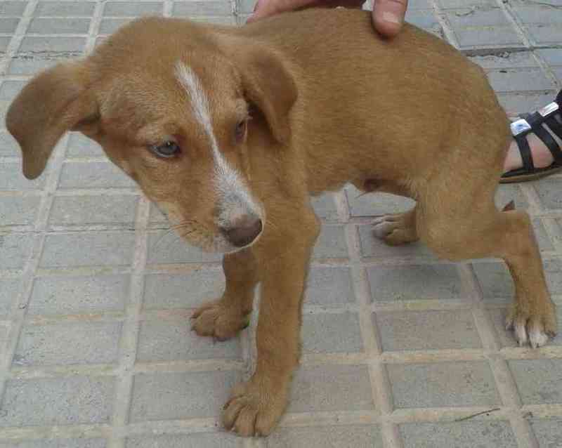 Adopcion urgente