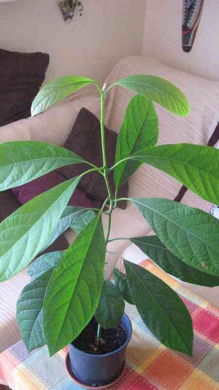 Planta de aguacate