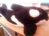 Peluche orca