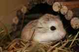 Regalo hamster roborowski