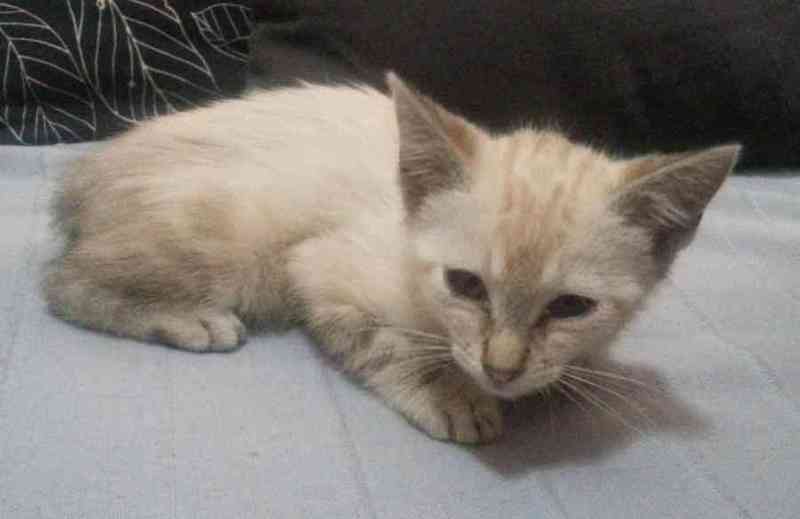 Gatita siames busca dueñ@