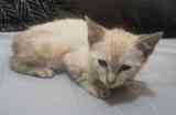 Gatita siames busca dueñ@