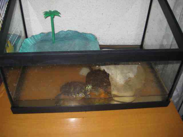 Regalo pareja de tortugas