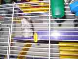 Regalo hamster ruso
