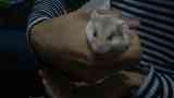 Regalo hamster roborowski