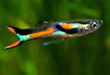 Guppys (poecilia reticulata)