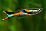 Guppys (poecilia reticulata)