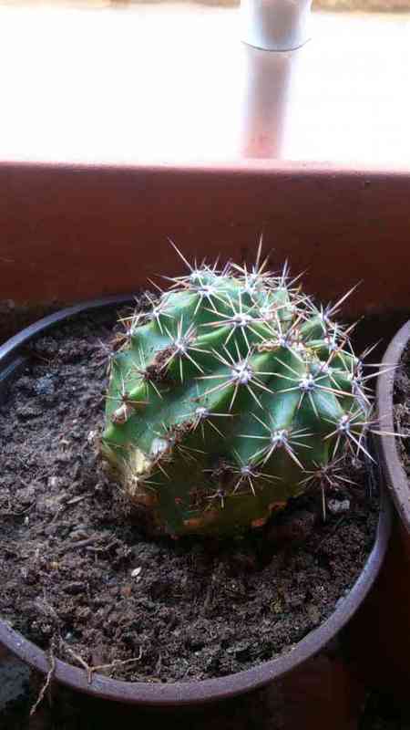 Cactus 1..................