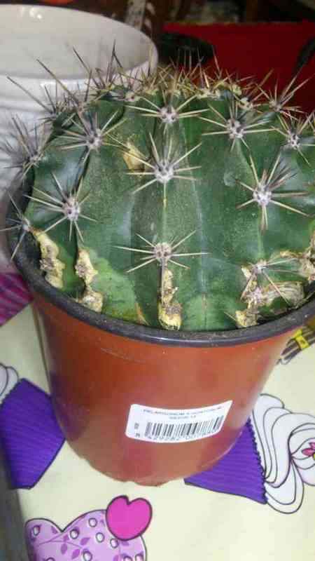 Cactus..solosiembra