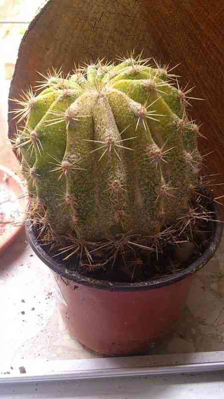 Cactus 1..solosiembra