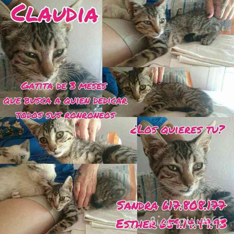 Claudia busca hogar 