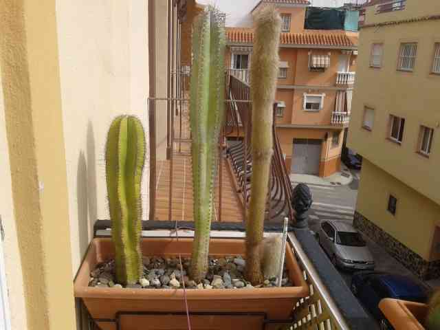 Regalo cactus